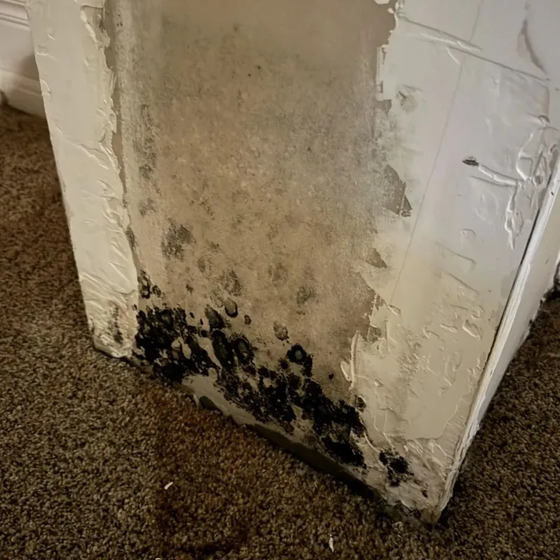 Professional Mold Removal in Homestead, PA